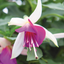 Set of 3 or 6 Large, Outdoor Garden Ready Plants - Fuchsia Bella Nora (White & Violet)
