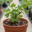 1 Green Gooseberry Bush, Hardy Self Fertile Fruit Plant, Outdoor Garden Ready, 5 Litre Root Ball