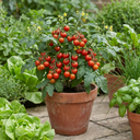Tomato Losetto Variety Plants (Set of 3 or 6)