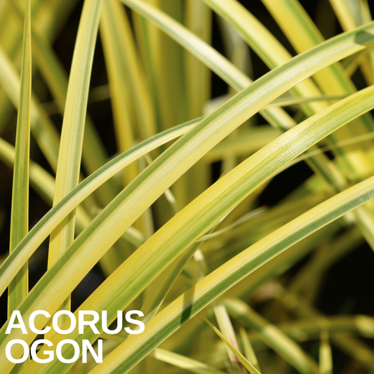 Acorus gramineus 'Ogon' (Golden Sweet Flag) – Grass-like Marginal for Damp Soil (2L Pot)
