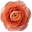 Set of 3 or 6 Ranunculus Vortex Orange Pink Persian Buttercup Plants, Hardy Perennial, Spring Flowering, Outdoor Garden Ready, 1 Litre Root-Ball