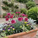 Fragrant Dianthus Plants (Set of 3 or 6)