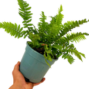 1 Large, Outdoor Garden Ready Plant - Wood Fern Dryopteris Atrata, 2L Pot