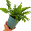 1 Large, Outdoor Garden Ready Plant - Wood Fern Dryopteris Atrata, 2L Pot