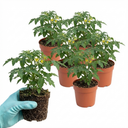 Tomato Cocktail Crush Variety Plants (Set of 3 or 6)
