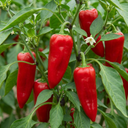 Thor Variety Plants (Set of 3 or 6)