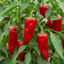 Set of 3 or 6 Large Sweet Pepper Plants - Thor Variety, Ready to Plant in Your Garden