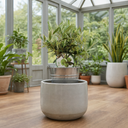Mini Olive Bush, 1.5Ltr Pots, Small Olive Tree UK