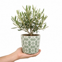 Mini Olive Bush, 1.5Ltr Pots, Small Olive Tree UK