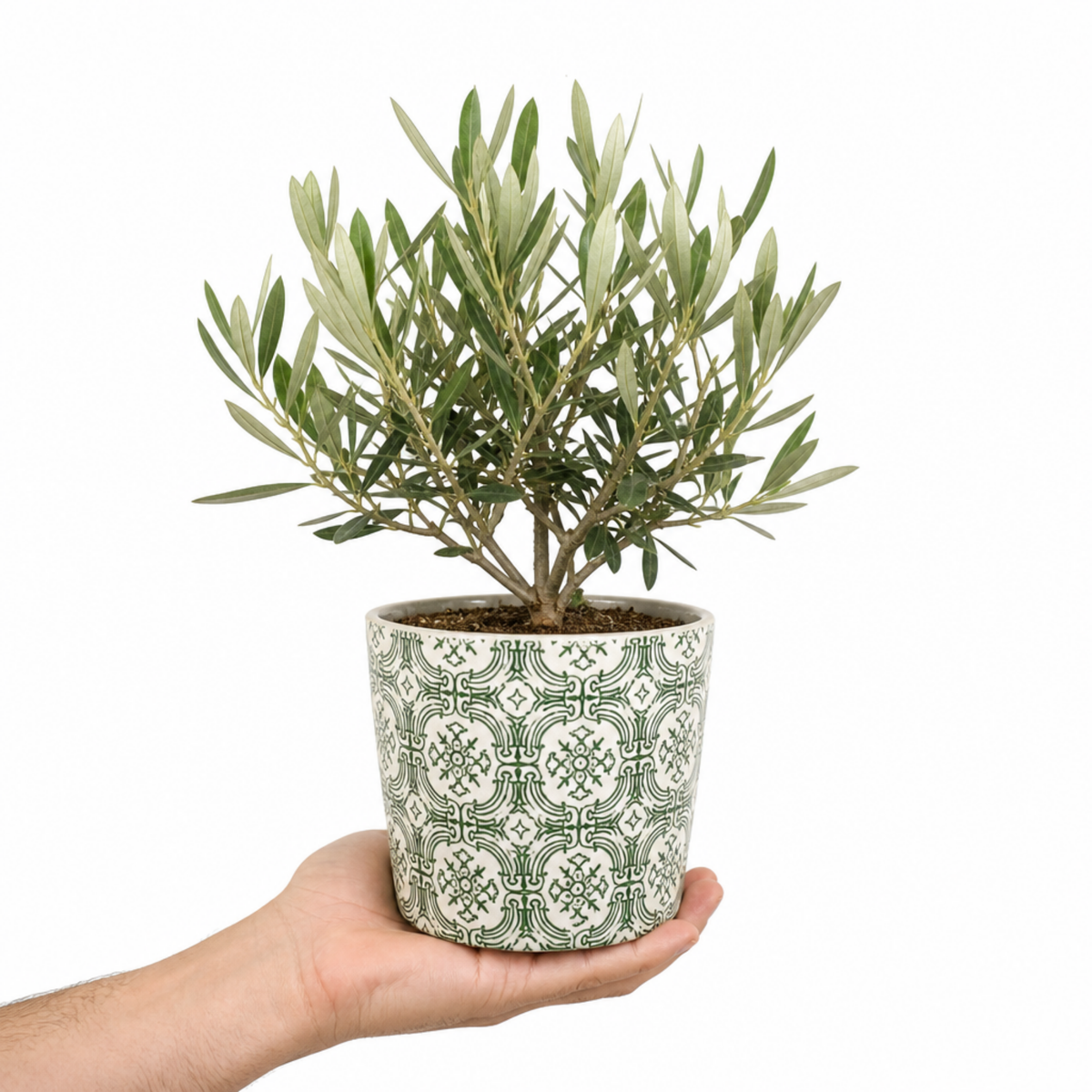 Olive (Olea europaea) – Mini Bush (1.5L Pot)