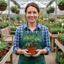 Tomato Losetto Variety Plants (Set of 3 or 6)