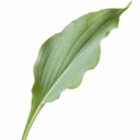 3Ltr Hosta Tears from Heaven, Shade Perennial, Nursery Pots
