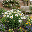 Leucanthemum Madonna White Shasta Daisy Plants (Set of 3 or 6)