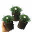 Set of 3 or 6 Large Plants - Arenaria Ronda, Ready to Plant in Your Garden, 1L