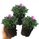 Aubrieta Florado Neon Pink Plants (Set of 3 or 6)