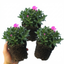 Set of 3 or 6 Large Plants - Aubrieta Florado Neon Pink, Ready to Plant in Your Garden, 1L