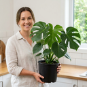 Swiss Cheese Plants