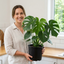 1 Monstera Deliciosa - Swiss Cheese Plant Houseplant, Live Indoor Tropical Plant, 3 Litre Root Ball