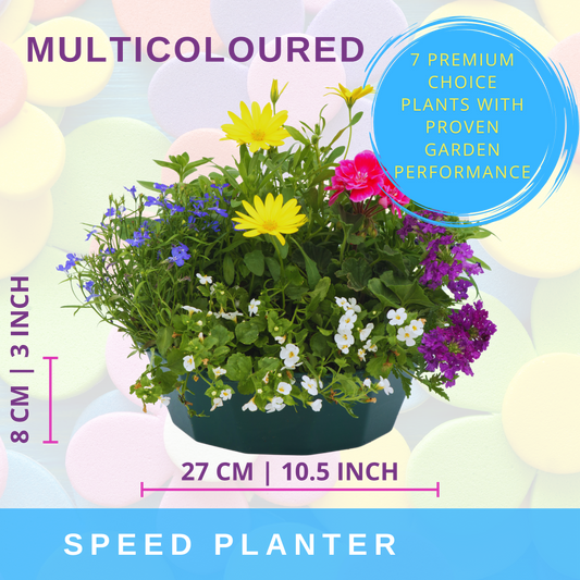 Planted bowl mixing yellow daisies, blue lobelia, pink and purple flowers