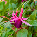 1 Large, Outdoor Garden Ready Plant - Fuchsia Mrs Popple, Peat Free 2L Pot