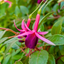 1 Large, Outdoor Garden Ready Plant - Fuchsia Mrs Popple, Peat Free 2L Pot