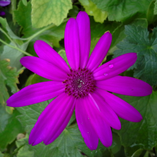 Senetti 'Magenta' (Pericallis) – Spring Bedding (2L Pot)