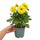 Dahlia Maggiore Yellow Plant (3L Pot)