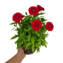 Dianthus Dart Scarlet Plant (2L Pot)