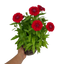 1 Large Plant - Dianthus Dart Scarlet, Ready to Plant in Your Garden, 2L Pot