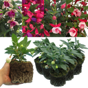 Fuchsia Diva Random Colour Mix Plants (Set of 3 or 6)