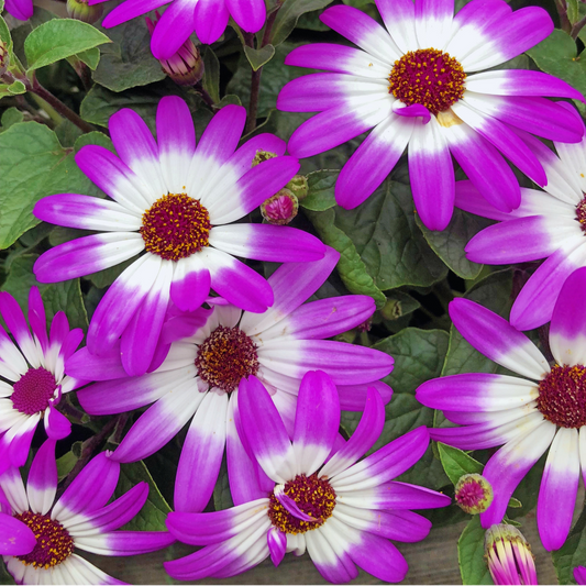 Senetti daisy flowers with magenta-pink petals and white centres around dark eyes