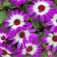 1 Large Bedding Plant - Senetti Pink Bicolour, Outdoor Garden Ready, 2L Pot