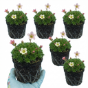 Saxifrage Ice Colours Appleblossom Plants (Set of 3 or 6)