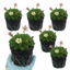 Set of 3 or 6 Saxifrage Ice Colours Appleblossom Plants, Hardy Alpine Rock Garden Perennial, Outdoor Garden Ready, 1 Litre Root-Ball