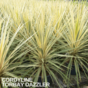 Cordyline Torbay Dazzler Plant
