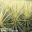 1 Large Plant - Cordyline Torbay Dazzler, Ready to Plant in Your Garden