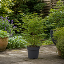 3 Litre Green Leaf Acer Tree, Nursery Pots, Outdoor Garden