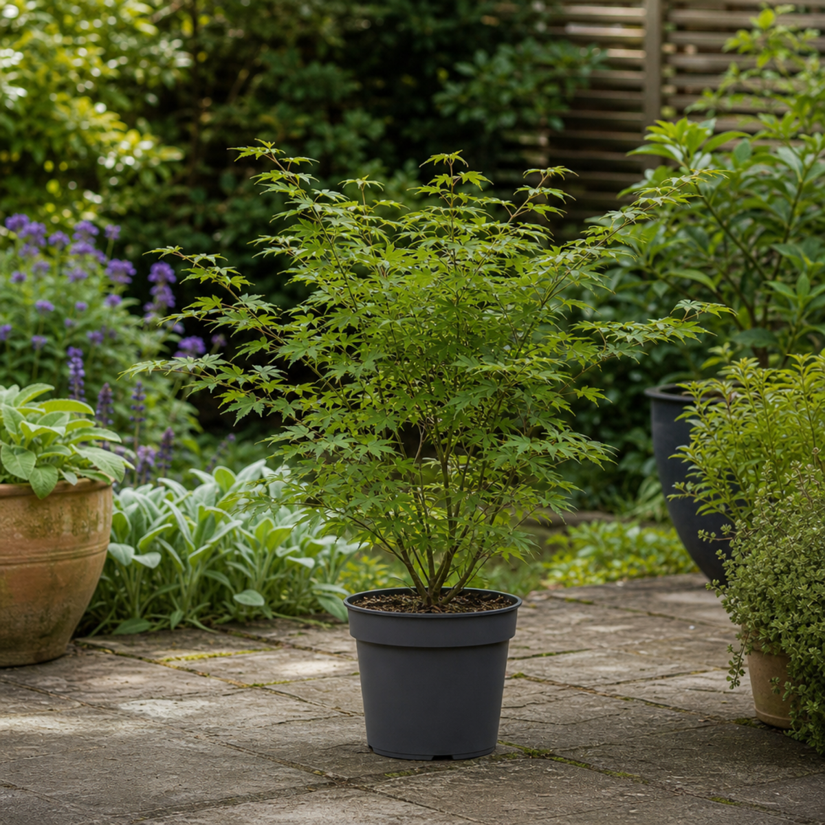 Acer palmatum (Japanese Maple) – Green Leaf (3L Pot)