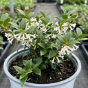 Osmanthus Delavayi Plants