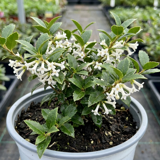 Osmanthus delavayi in a pale pot with small toothed dark leaves and arching sprays of white tubular flowers