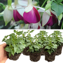 Set of 3 or 6 Large, Outdoor Garden Ready Plants - Fuchsia Bella Nora (White & Violet)