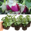 Set of 3 or 6 Large, Outdoor Garden Ready Plants - Fuchsia Bella Nora (White & Violet)