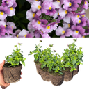 Nemesia Nuvo Pink Bicolour Plants (Set of 3 or 6)