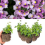 Set of 3 or 6 Large Plants - Nemesia Nuvo Pink Bicolour, Ready to Plant in Your Garden