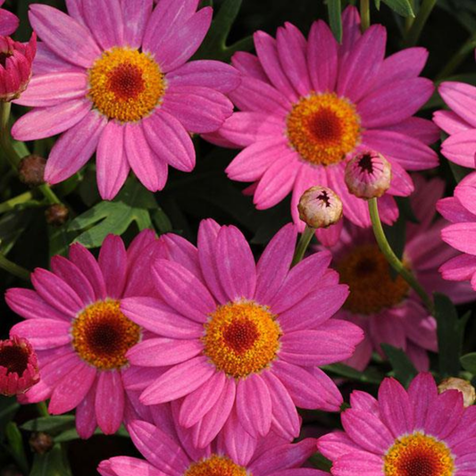Argyranthemum 'Madeira Deep Pink' (Marguerite Daisy) – Summer Bedding (3 or 6 x 10.5cm Pots)