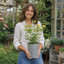 3Ltr Patio Rose Bush, Nursery Pots, Garden Ready