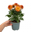 Dahlia Maggiore Fun Flame Plant (3L Pot)