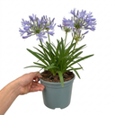 Agapanthus Charlotte Plant (2L Pot)