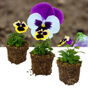 Pansy Delta Pro Violet & White Plants (Set of 3 or 6)