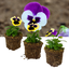 Set of 3 or 6 Large Plants - Pansy Delta Pro Violet & White, Ready to Plant in Your Garden